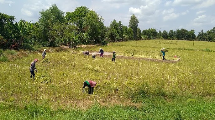 Kỹ thuật trồng mè đen