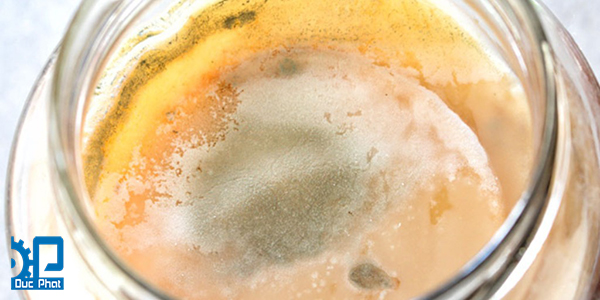 Scoby bị hỏng