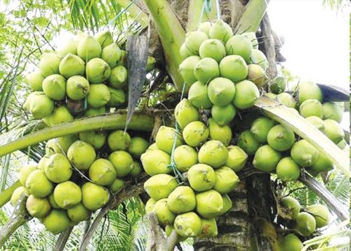 Nguồn gốc của mứt dừa