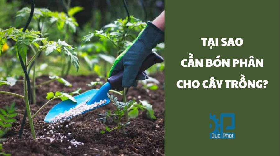 Tại sao lại cần bón phân cho cây trồng?