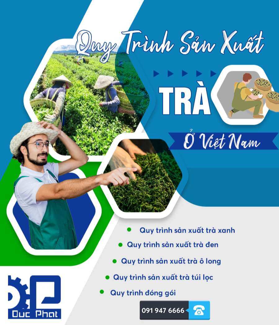 Quy Trình Sản Xuất Trà Ở Việt Nam