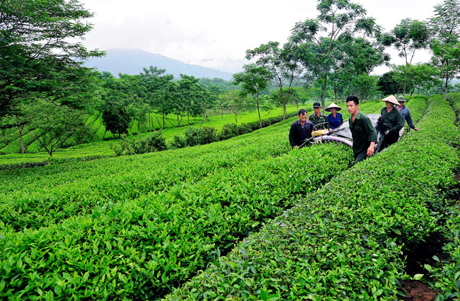 Thu hái và lựa chọn nguyên liệu
