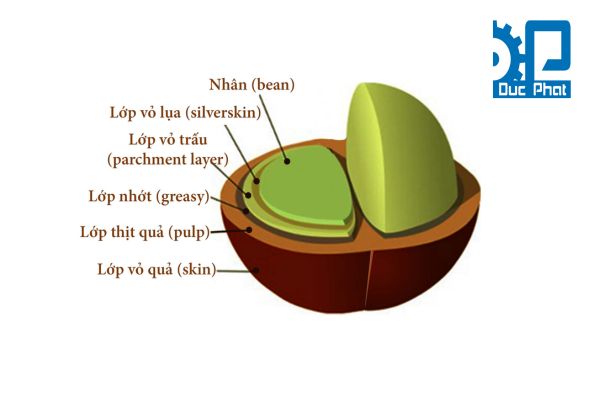 Cấu tạo hạt cà phê