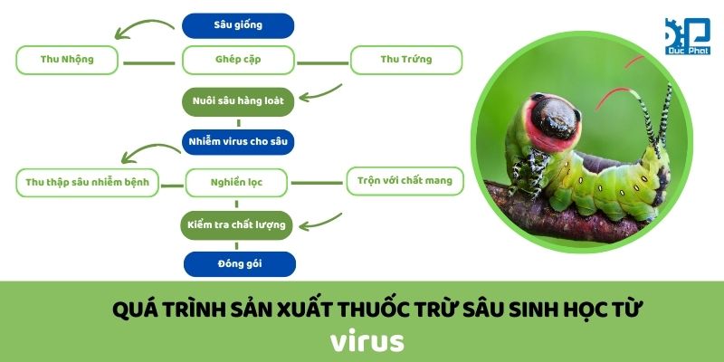 Quy trình sản xuất thuốc trừ sâu sinh học từ virus
