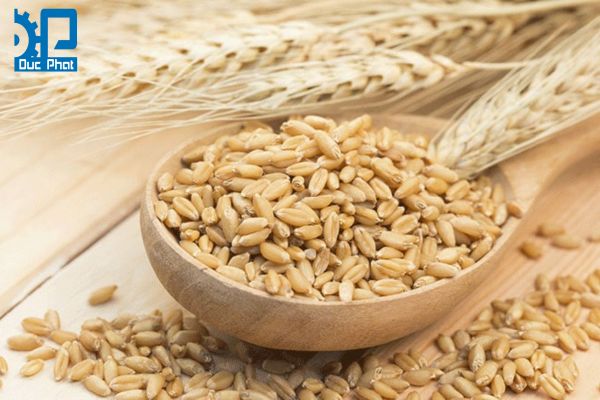Malt đại mạch trong sản xuất bia 