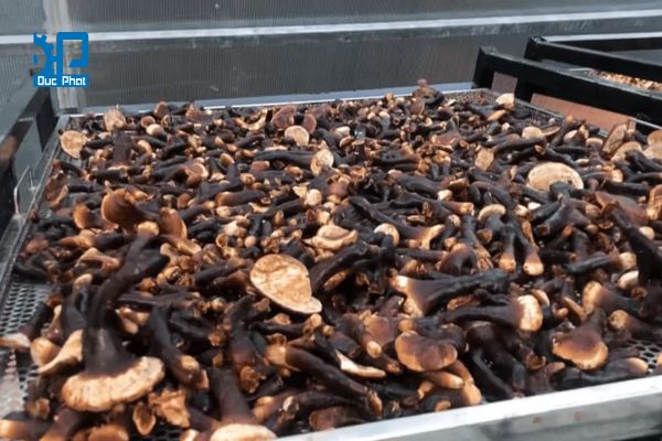 Ưu điểm và nhược điểm của tủ sấy khí nóng