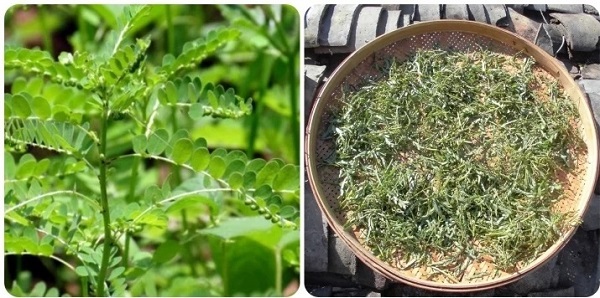Lá chó đẻ răng cưa