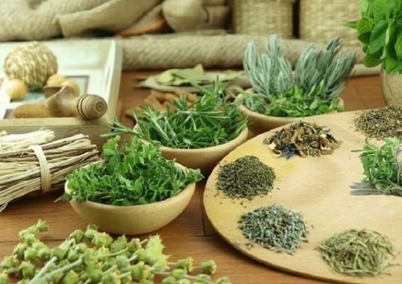 Trà lá nam là gì? Trà lá nam giảm cân có tốt không