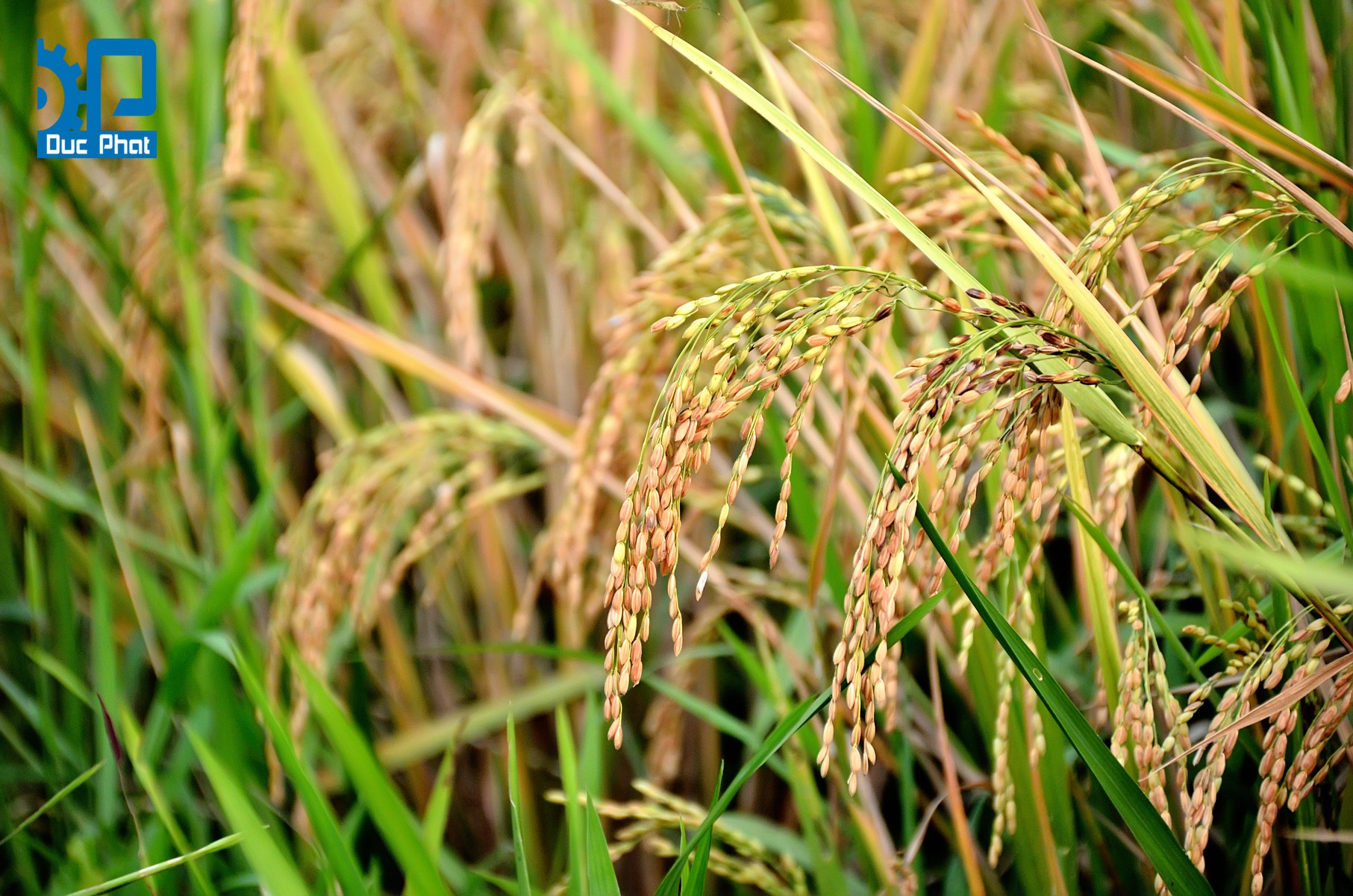 Chọn giống lúa
