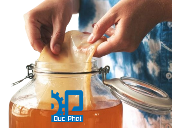 Vớt nấm Kombucha