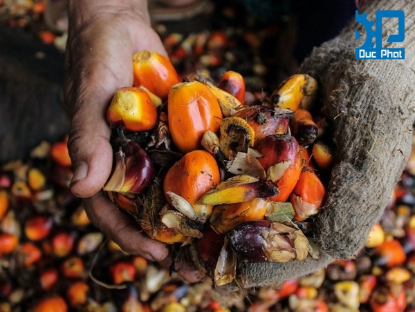 Xử lý nguyên liệu