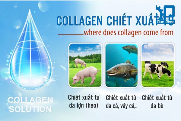 Chiết xuất collagen
