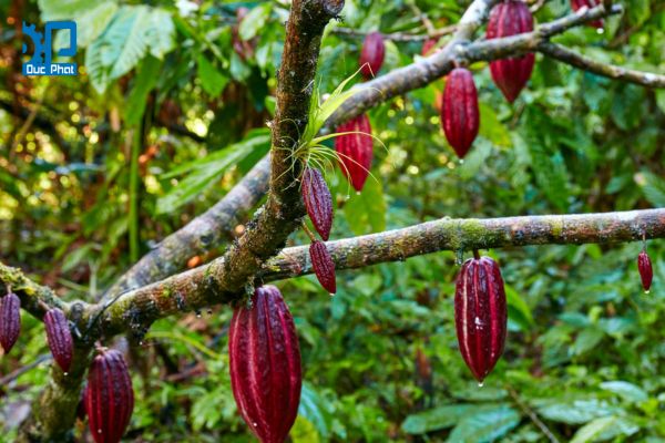 Thu hoạch và lên men hạt ca cao