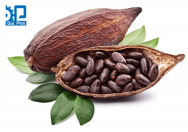 Trái cacao