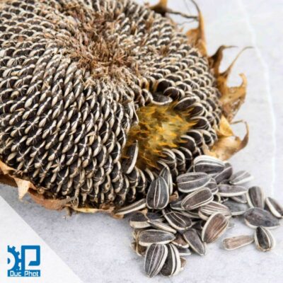 Giữ nguyên sản lượng đóng gói hạt hướng dương - Doanh nghiệp sẽ đi về đâu?
